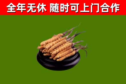 荔城区回收冬虫夏草