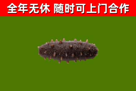 荔城区回收海参干